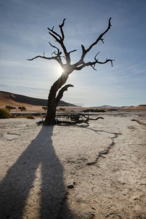 Téléchargez les photos : Une explosion de lumière du soleil se propage à travers un camélia mort à Deadvlei, Sossusvlei, Namibie. - en image libre de droit