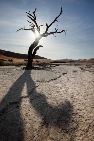 Téléchargez les photos : Une explosion de lumière du soleil se propage à travers un camélia mort à Deadvlei, Sossusvlei, Namibie. - en image libre de droit