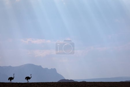 Foto de Dos avestruces son acallados contra un cielo de luz filtrada. - Imagen libre de derechos