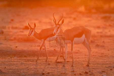 Photo for Springbok walk through the golden afternoon light in Namibia's  largest National Park, Etosha. - Royalty Free Image