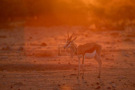 Téléchargez les photos : Springbok marche à travers la lumière dorée de l'après-midi dans le plus grand parc national de Namibie, Etosha. - en image libre de droit