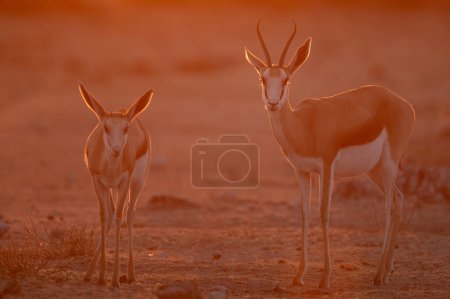 Téléchargez les photos : Springbok marche à travers la lumière dorée de l'après-midi dans le plus grand parc national de Namibie, Etosha. - en image libre de droit