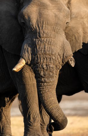 Téléchargez les photos : Un gros plan d'un grand taureau éléphant d'Afrique dans la belle lumière de l'après-midi. La lumière de l'après-midi crée un contraste sur les éléphants peau dure et dure. - en image libre de droit