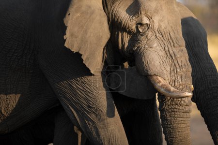 Foto de Un primer plano de un gran elefante africano toro en la luz de la tarde hermosa. La luz de la tarde crea un contraste en la piel dura y dura de los elefantes. - Imagen libre de derechos
