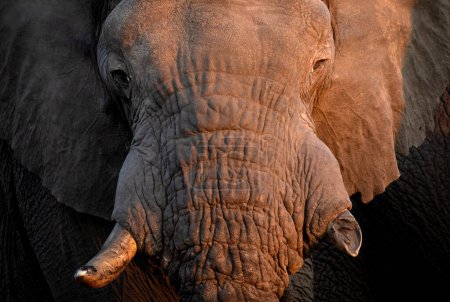 Téléchargez les photos : Un gros plan d'un grand taureau éléphant d'Afrique dans la belle lumière de l'après-midi. La lumière de l'après-midi crée un contraste sur les éléphants peau dure et dure. - en image libre de droit