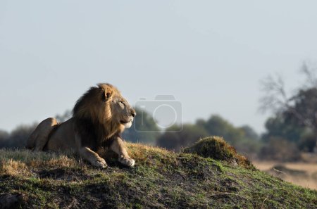 Foto de Después de una larga noche cazando un león macho solitario en el Delta del Okavango examina una llanura abierta en busca de presas. - Imagen libre de derechos