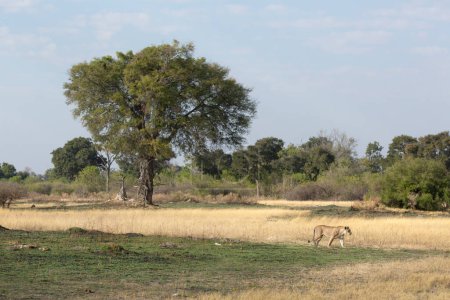 Foto de Después de ahuyentar a una manada de hienas, una leona atraviesa la sabana abierta en serch para descansar.. - Imagen libre de derechos