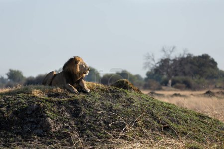 Foto de Después de una larga noche cazando un león macho solitario en el Delta del Okavango examina una llanura abierta en busca de presas. - Imagen libre de derechos