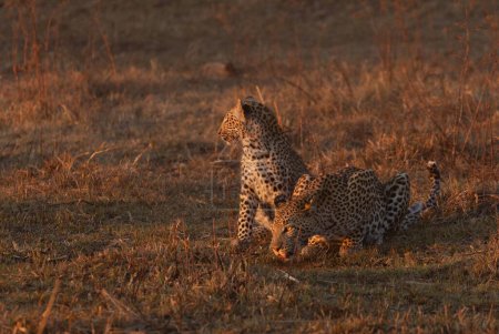 Téléchargez les photos : Une mère léopard boit dans la lumière dorée de l'après-midi tandis que son petit se tient devant elle, Kanana, delta de l'Okavango, Botswana. - en image libre de droit