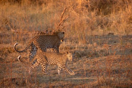 Foto de Dos leopardos, madre y cachorro, se mueven a través de la luz brillante de la tarde en Kanana en el Delta del Okavango, Botswana. - Imagen libre de derechos
