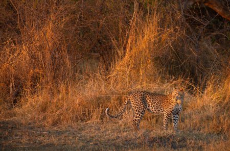 Foto de Los últimos rayos de una puesta de sol iluminan la sabana arbustiva que rodea a un leopardo. Poco después de que la imagen fue tomada el leopardo desapareció en el arbusto circundante, Kanana, Delta del Okavango, Botswana. - Imagen libre de derechos