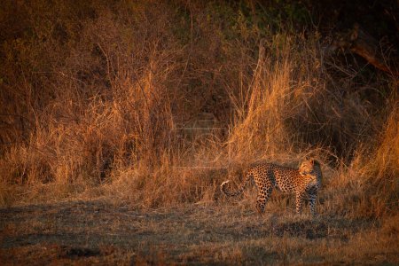 Foto de Los últimos rayos de una puesta de sol iluminan la sabana arbustiva que rodea a un leopardo. Poco después de que la imagen fue tomada el leopardo desapareció en el arbusto circundante, Kanana, Delta del Okavango, Botswana. - Imagen libre de derechos
