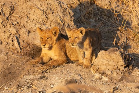 Téléchargez les photos : Deux lionceaux regardent leur mère traquer un phacochère dans la lumière chaude du matin. Concession Kanana, delta de l'Okavango, Botswana. - en image libre de droit