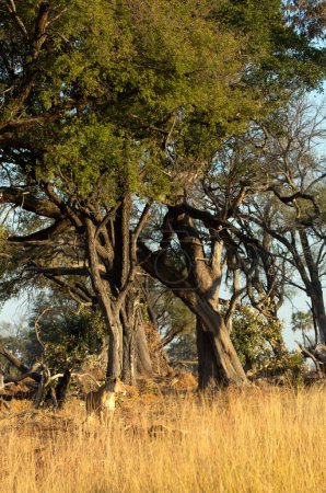 Foto de Una leona hembra patrulla la sabana abierta y el bosque de la concesión de Kanana.Delta del Okavango, Botsuana. - Imagen libre de derechos