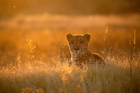 Foto de Una cheeta se sienta en la parte superior de un montículo viendo el antílope moverse por los alrededores de terciopelo abierto. - Imagen libre de derechos