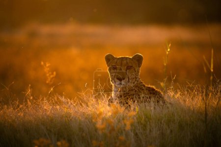 Foto de Una cheeta se sienta en la parte superior de un montículo viendo el antílope moverse por los alrededores de terciopelo abierto. - Imagen libre de derechos