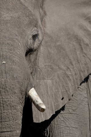Foto de Perfil lateral de una cara de elefante africano que muestra pestañas largas, ojos, tronco y piel gruesa.. - Imagen libre de derechos