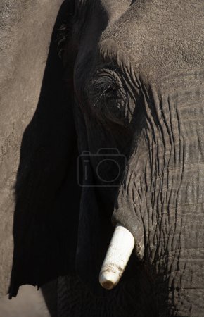 Photo for A side profile of an African Elephants face showing long eyelashes, eye, trunk and thick skin.Okavango Delta, Botswana. - Royalty Free Image