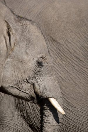 Foto de Perfil lateral de una cara de elefante africano que muestra pestañas largas, ojos, tronco y piel gruesa.. - Imagen libre de derechos