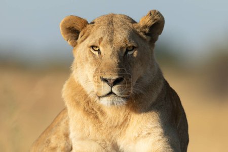 Foto de Primer plano frontal de cara completa de un león en la cálida luz de la mañana. - Imagen libre de derechos