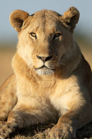 Téléchargez les photos : Gros plan frontal plein visage d'un lion dans la lumière chaude du matin. - en image libre de droit