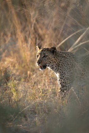 Foto de Un leopardo camina a través de la hierba larga y la salvia salvaje a lo largo de un canal en la concesión de Kanana del Delta del Okavango, Botswana. - Imagen libre de derechos