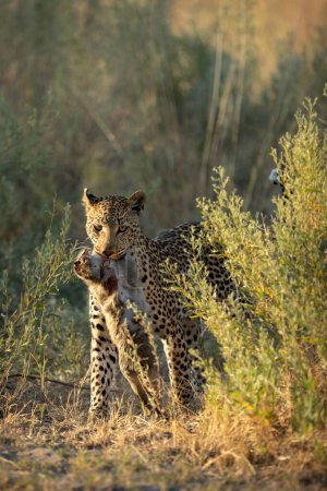 Foto de Una hembra de leopardo se mueve a través de la maleza después de una exitosa cacería. Ha cogido a un mono vervet y ahora se lo lleva a su cachorro.. - Imagen libre de derechos