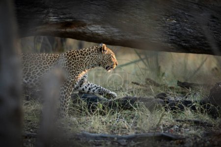 Foto de Los últimos rayos de luz iluminan la cara y las luces de un leopardo que está cazando en el sotobosque en Kanana, el Delta del Okavango, Botswana. - Imagen libre de derechos
