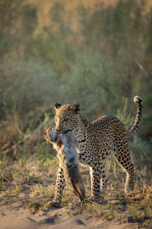 Foto de Una hembra de leopardo se mueve a través de la maleza después de una exitosa cacería. Ha cogido a un mono vervet y ahora se lo lleva a su cachorro.. - Imagen libre de derechos