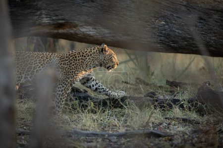 Foto de Los últimos rayos de luz iluminan la cara y las luces de un leopardo que está cazando en el sotobosque en Kanana, el Delta del Okavango, Botswana. - Imagen libre de derechos