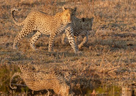 Photo for A mother and cub leopard walk along the side of a waterway in golden light in the Okavango Delta, Botswana. - Royalty Free Image