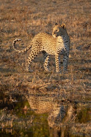 Foto de Un leopardo solitario y hermoso se refleja en el agua mientras caza con luz dorada. - Imagen libre de derechos