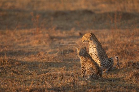 Téléchargez les photos : Une mère et un ourson léopard explorent la savane ouverte à la recherche de proies dans la chaude lumière dorée de l'après-midi.. - en image libre de droit