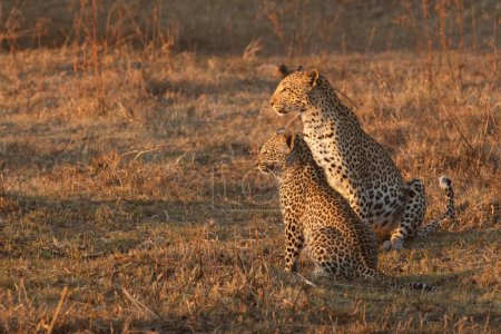 Foto de Una madre y un cachorro de leopardo exploran la sabana abierta en busca de presas en la cálida luz dorada de la tarde.Delta del Okavango, Botswana. - Imagen libre de derechos