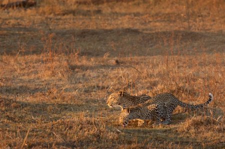 Una madre y un cachorro de leopardo se turnan para tomar una copa en la cálida luz de la tarde en Kanana, el Delta del Okavango, Botswana.