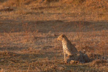 Foto de Una madre y un cachorro de leopardo se turnan para tomar una copa en la cálida luz de la tarde en Kanana, el Delta del Okavango, Botswana. - Imagen libre de derechos