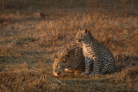 Foto de Una madre y un cachorro de leopardo se turnan para tomar una copa en la cálida luz de la tarde en Kanana, el Delta del Okavango, Botswana. - Imagen libre de derechos