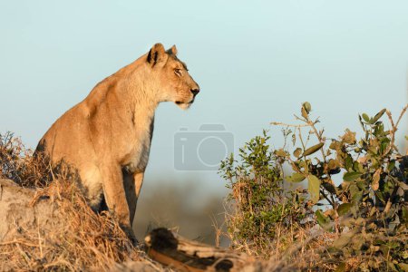 Téléchargez les photos : Une lionne surveille la savane tout en chassant dans la lumière du matin doré dans la concession Kanana, delta de l'Okavango, Botswana. - en image libre de droit