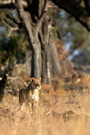 Foto de Una leona examina la sabana mientras caza en la luz dorada de la mañana en la concesión de Kanana, Delta del Okavango, Botswana. - Imagen libre de derechos