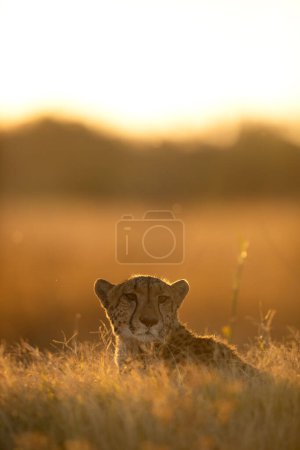Photo for A cheetah rests in the golden afternoon light that is back lighting its face. Okavango Delta, Botswana. - Royalty Free Image