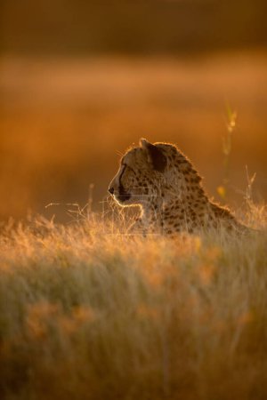 Foto de Un guepardo descansa en la luz dorada de la tarde que ilumina su rostro. Delta del Okavango, Botsuana. - Imagen libre de derechos