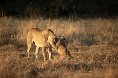 Photo for A lioness plays with her young cub in the open savannah of the Okavango Delta. Botswana. - Royalty Free Image