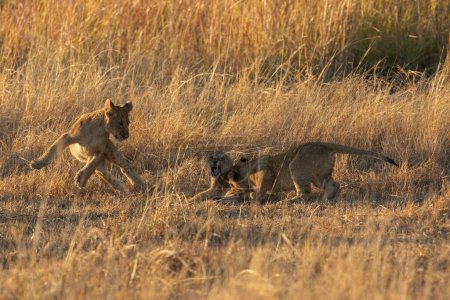 Téléchargez les photos : Trois petits jouent à des jeux dans la lumière chaude du matin après que leur mère était retournée à leur cachette de nuits, concession Kanana, delta de l'Okavango, Botswana. - en image libre de droit