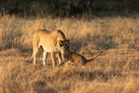 Téléchargez les photos : Une lionne joue avec son petit dans la savane ouverte du delta de l'Okavango. Botswana. - en image libre de droit