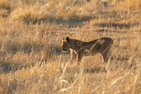 Photo for A lone cub looks into the long grass inspecting something hidden from the lens, Kanana concession, Okavango Delta, Botswana. - Royalty Free Image