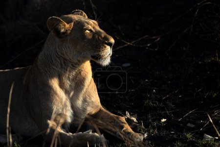Foto de Una leona saborea los cálidos rayos de la mañana en una fría mañana en la concesión de Kanana, Delta del Okavango, Botswana. - Imagen libre de derechos