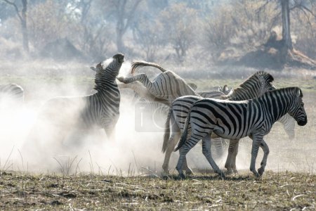 Foto de Una cebra en una manada patea a otra en frustración en una sección muy polvorienta de Kanana en el delta del Okavango, Botswana. - Imagen libre de derechos