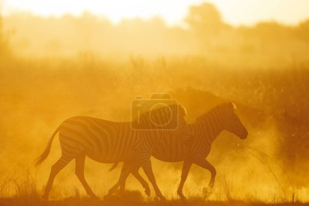Téléchargez les photos : La lumière du soleil éclaire la poussière pendant qu'un troupeau de zèbres la traverse. Kanana, delta de l'Okavango. - en image libre de droit