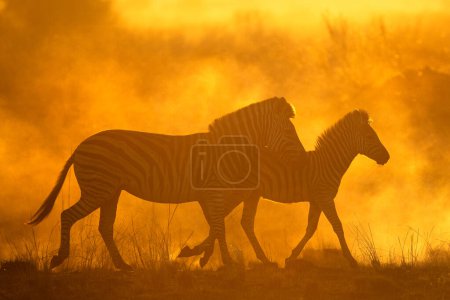 Téléchargez les photos : La lumière du soleil éclaire la poussière pendant qu'un troupeau de zèbres la traverse. Kanana, delta de l'Okavango. - en image libre de droit