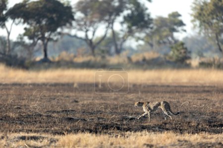 Foto de Un guepardo delgado y rápido cruza una llanura abierta mientras caza en las áreas boscosas del delta del Okavango, Botswana. - Imagen libre de derechos